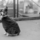 Illustration for article titled Even In The 1900s, Humans Were Obsessed With Photos Of Dogs In Clothes